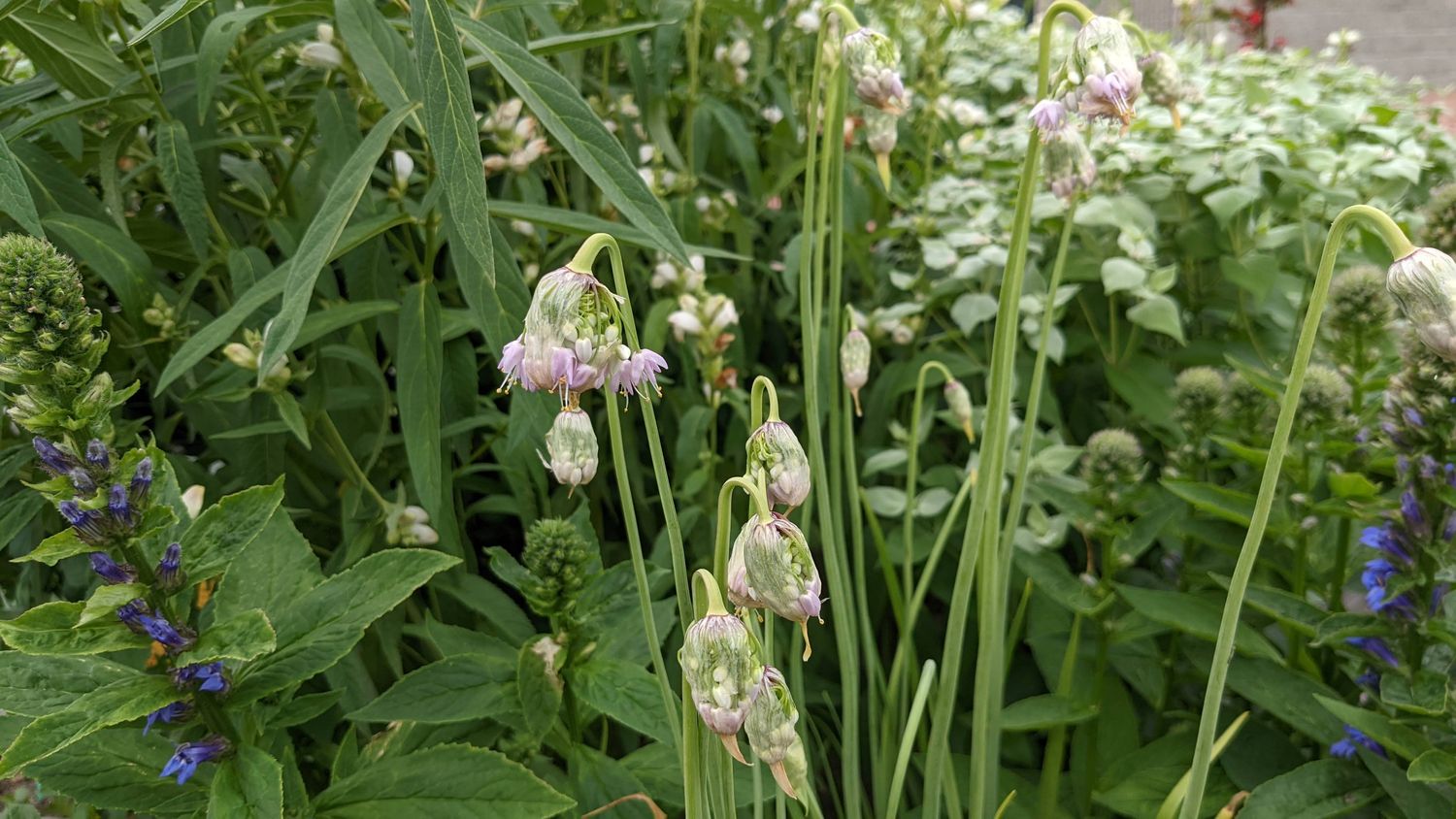 Allium cernuum (Nodding onion) *Deer resistant