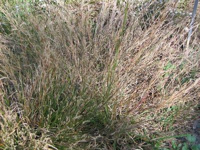 Schizachyrium scoparium (Little Bluestem grass)