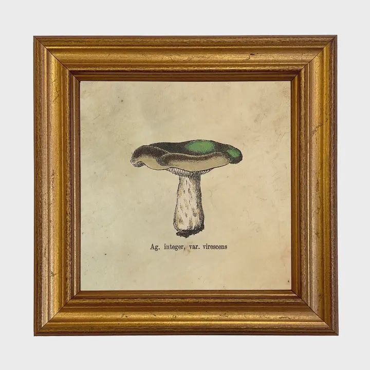 Ag Integer Mushroom Vintage Style Illustration Framed Print