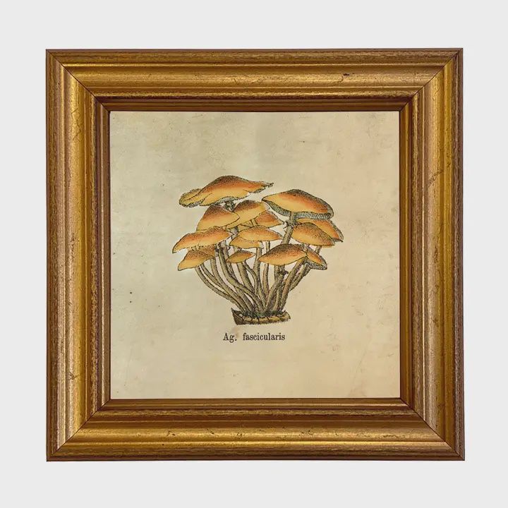 Ag. Fascicularis Mushroom Vintage Style Illustration Print