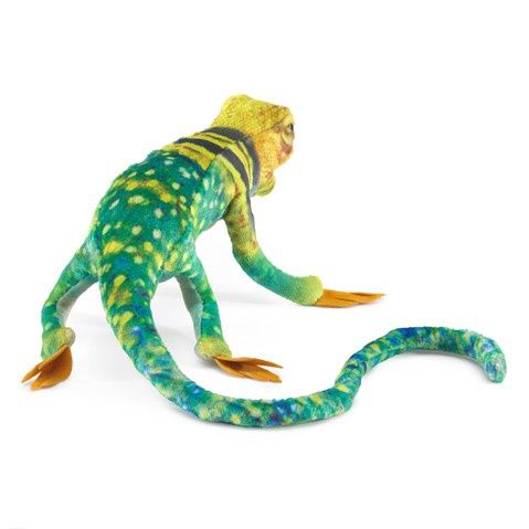 Mini Collared Lizard
