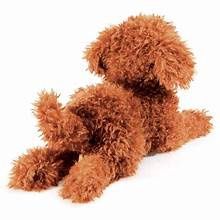 Toy Poodle Puppy