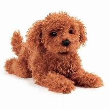 Toy Poodle Puppy