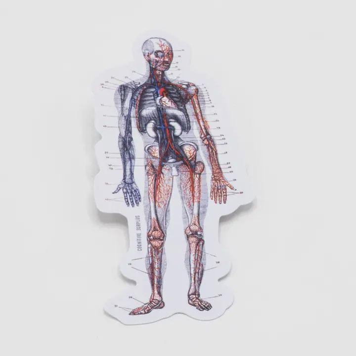 Anatomy Human Sticker
