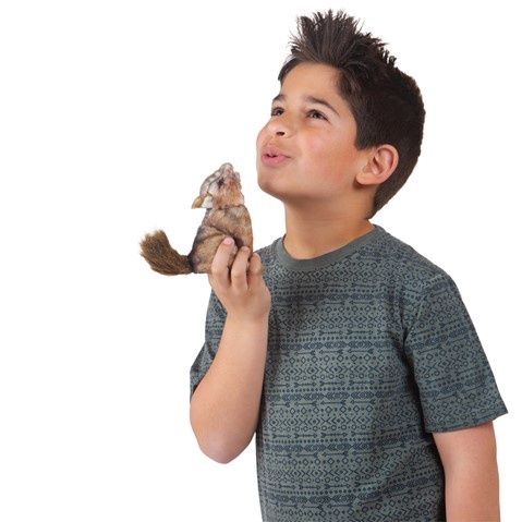 Mini Coyote
