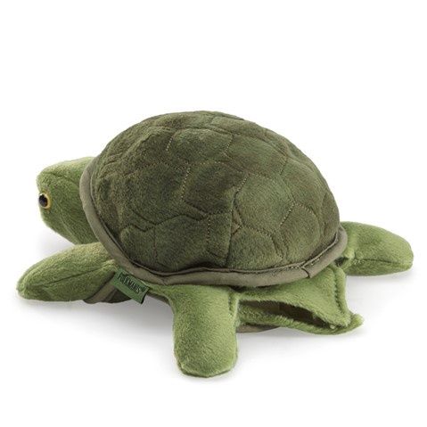 Baby Turtle