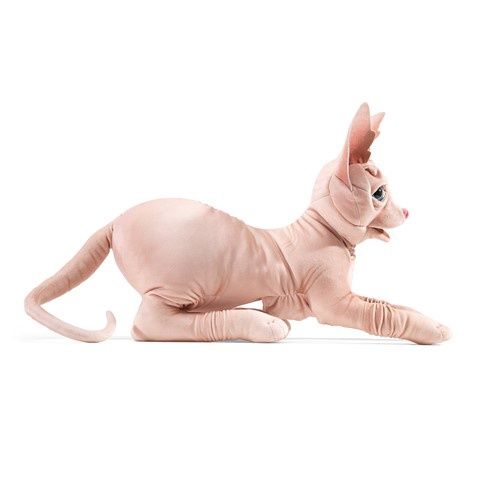 Sphynx Cat