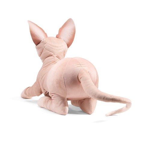 Sphynx Cat
