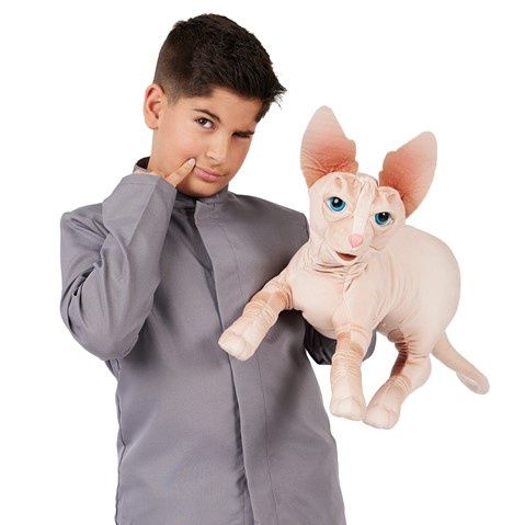 Sphynx Cat