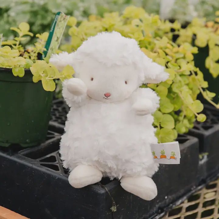 Wee Kiddo Lamb