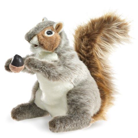 Gray Squirrel