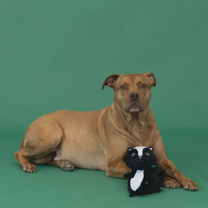 Wasnt Me Plush Dog Toy