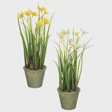 Daffodils Paper Pot