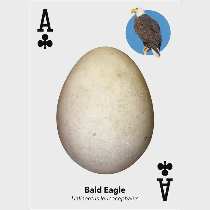 Bird Eggs Playing Cards