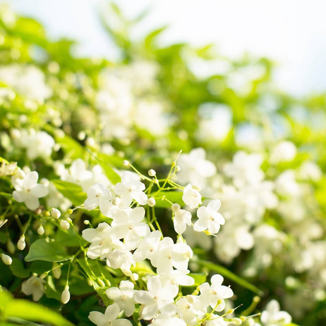 5 oz Cream Jar Candle: Jasmine &amp; Honeysuckle