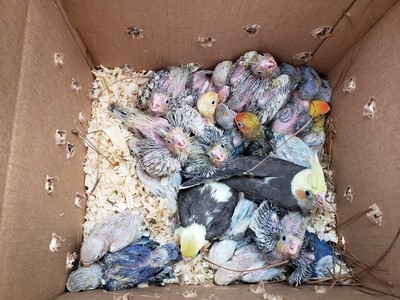 20 Lovebirds & 20 Cockatiels Babys Unweaned