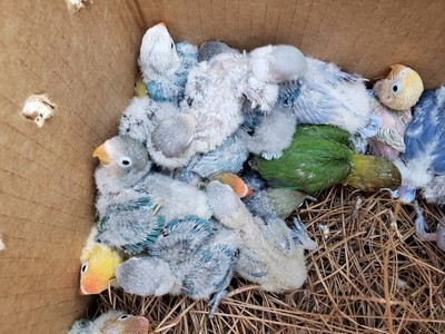 4 Baby Cokatiels 20 Baby Lovebirds Unweaned.