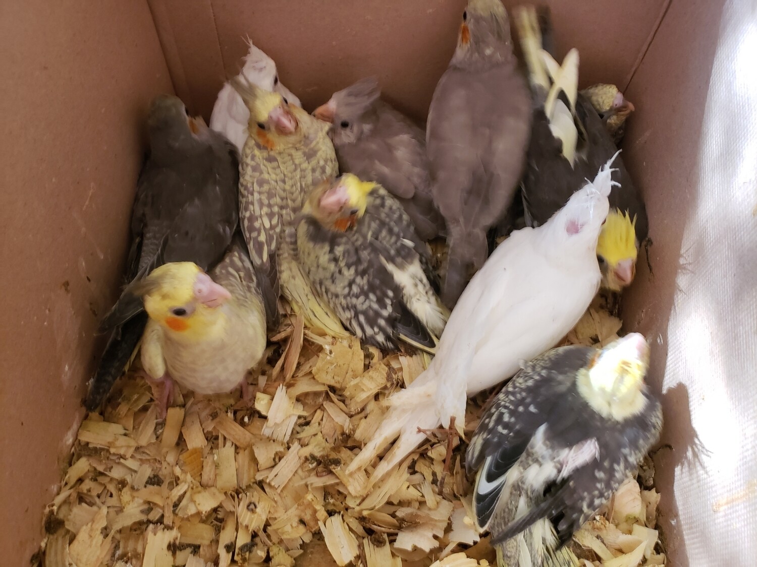 10 Cokatiels & 20 baby lovebirds ( unweaned ) including shipping