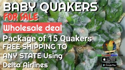 15 Green Quaker Parrots ( Unweaned ) free shipping