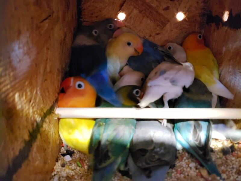 30 Adult Lovebirds mix colors