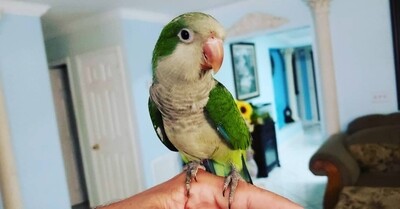 Green Quaker Parrot