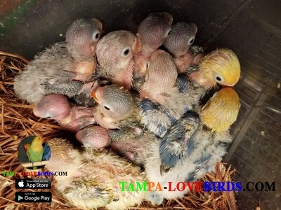 10 baby lovebirds unweaned including shipping