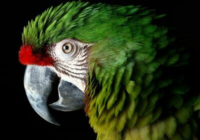 Military Macaws