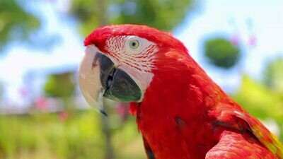 Scarlet Macaws