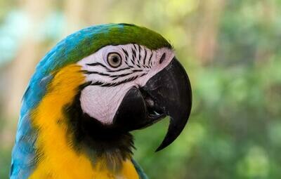 Blue And Gold Macaws