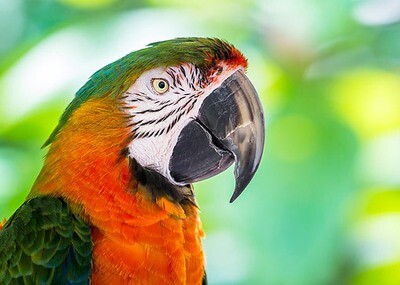 Harlequin Macaws