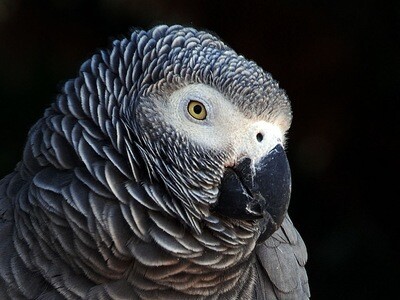 Congo African Gray