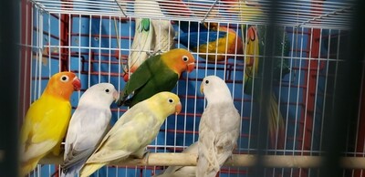 wholesale parakeets