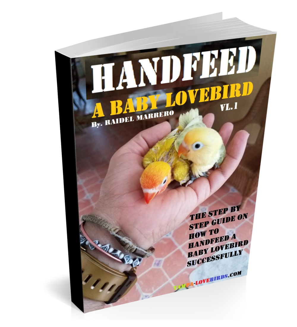HANDFEED a baby Lovebird eBOOK ( for beginners )