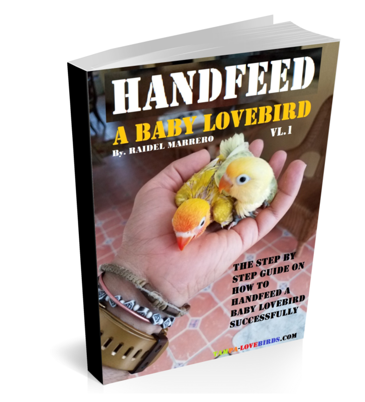 HANDFEED Full Course 