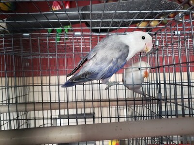 Euwing Violet Lovebird Cage