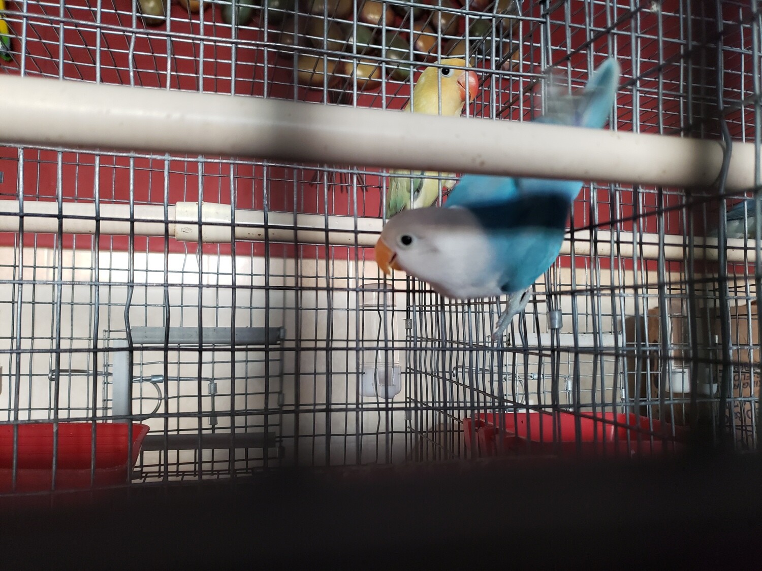 Fisher Blue Lovebird