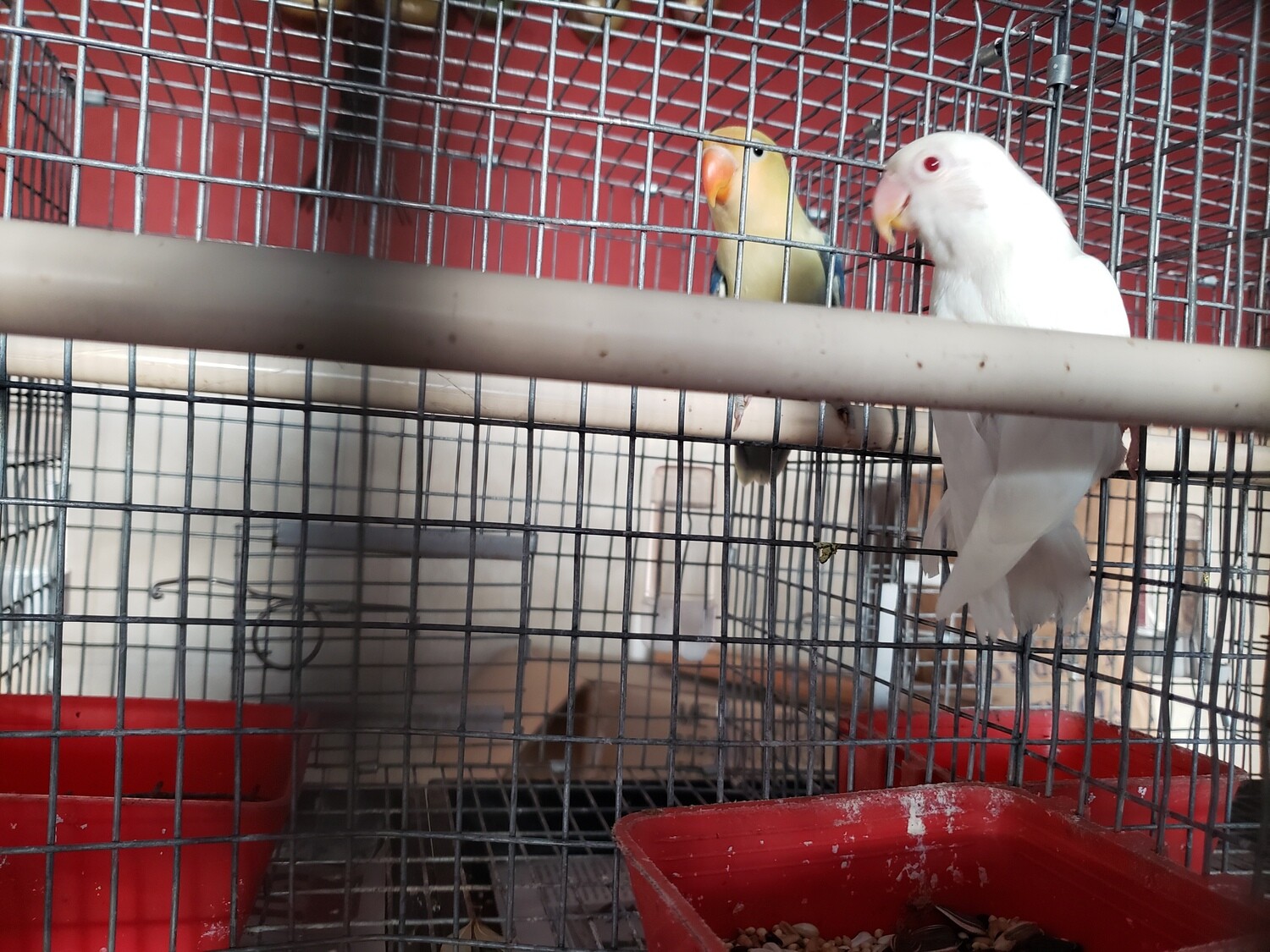 White Red Eye Lovebird