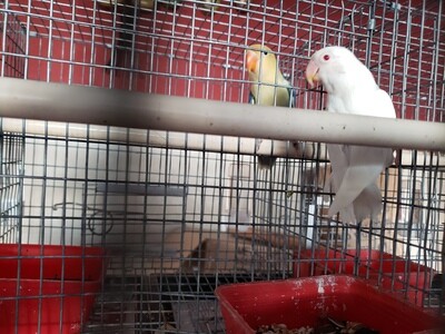 White Red Eye Lovebird