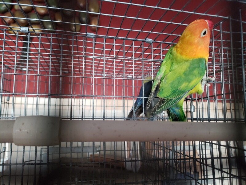 Fisher Green Orange Head  Lovebird