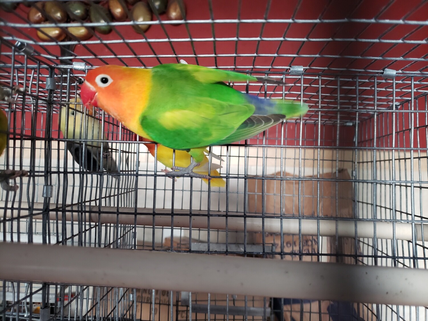 Fisher Green Orange Head Lovebird