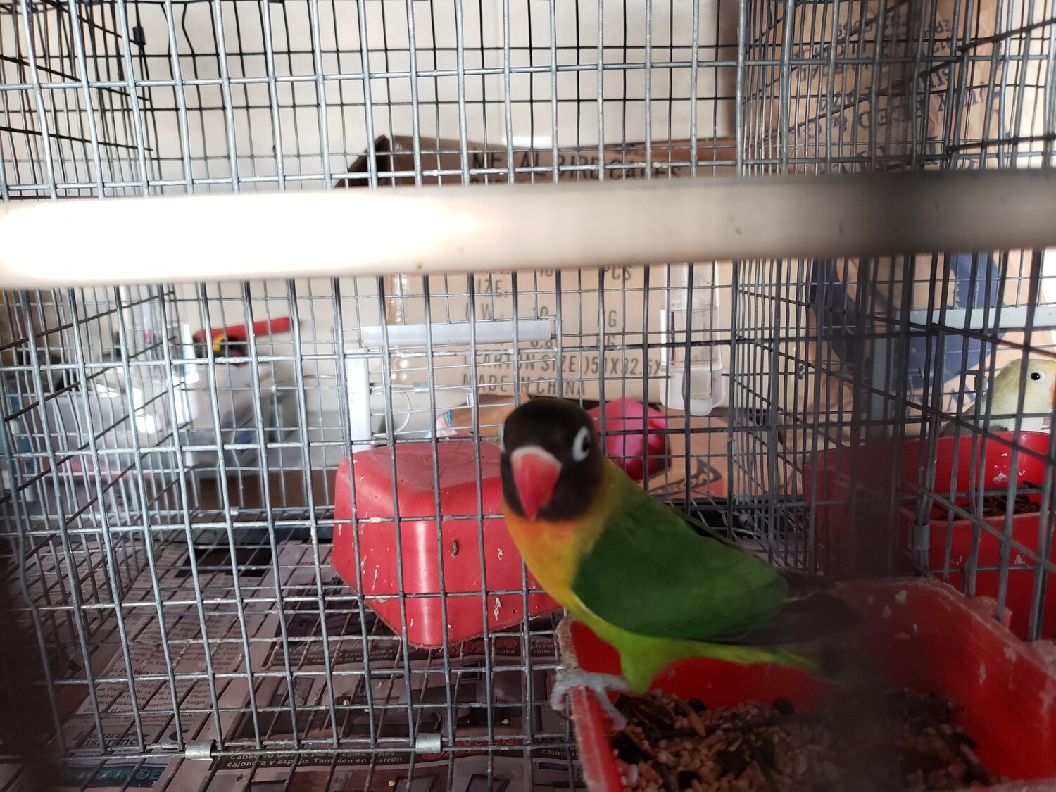 green Black mask Lovebird