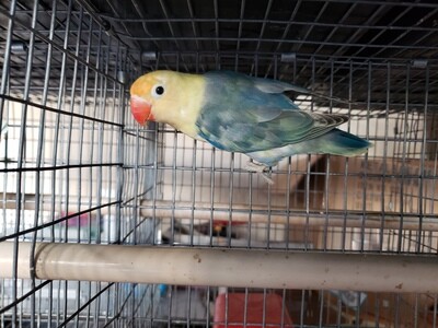 Yellow face Clean Head Lovebird