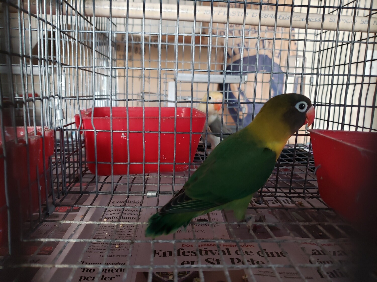 Green Black mask Lovebird