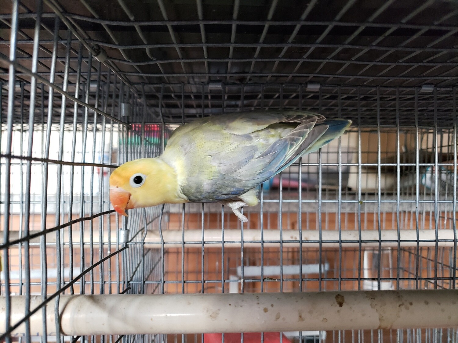 Euwing Yellow face Clean Head Lovebird