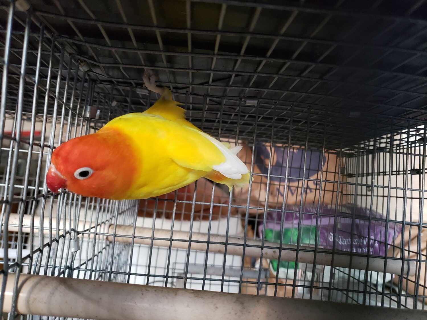 Pure Yellow orange Head black Eye male Lovebird