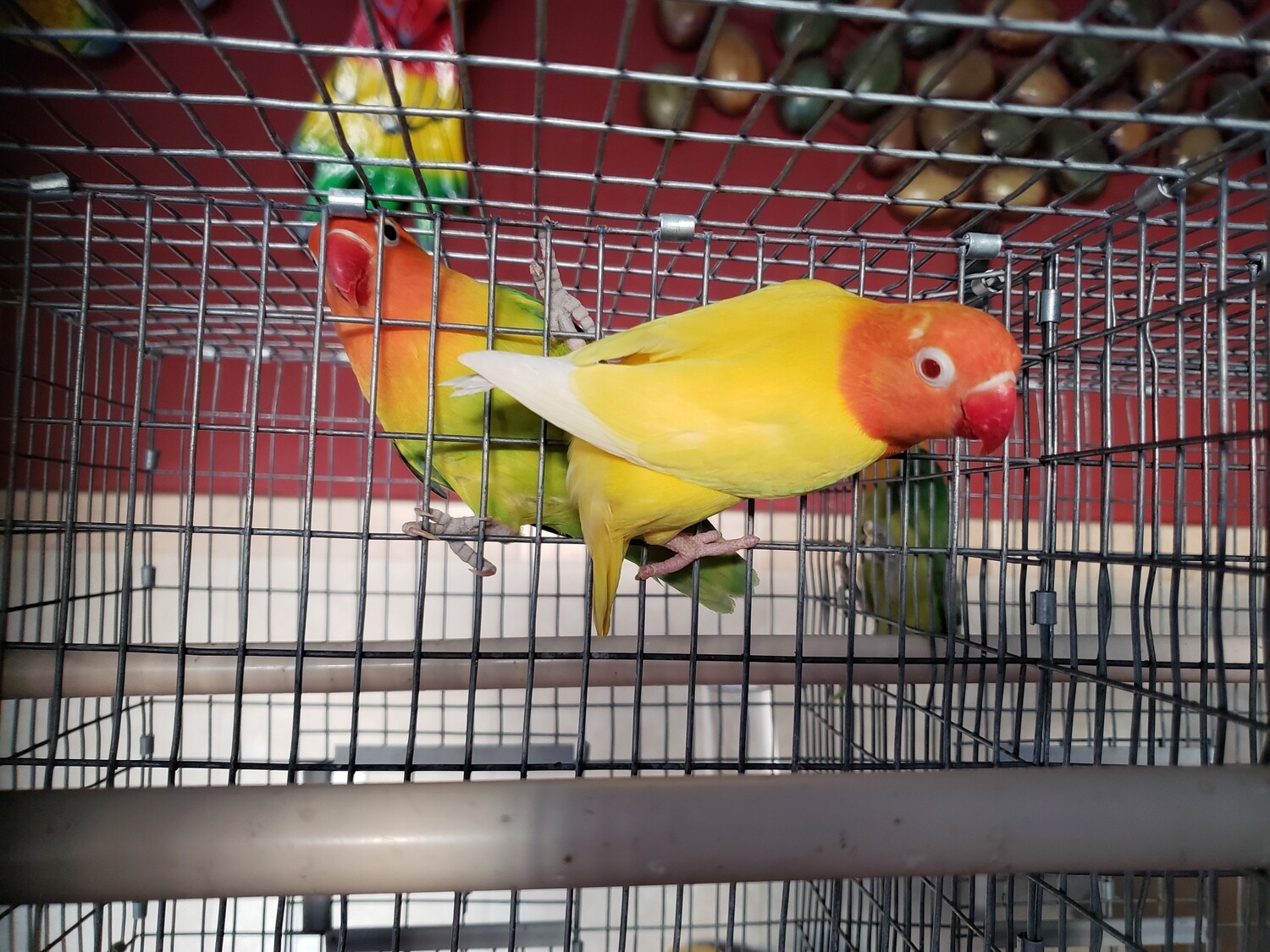 Pure Yellow RED Head RED Eye female Lovebird ( Pre- Order a similar to this one )