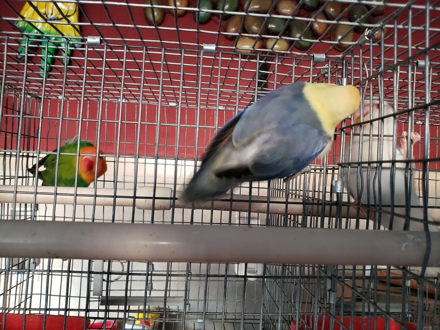 Violet Yellow Face Clean Head male Lovebird ( Pre- Order a similar to this one )