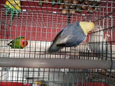 Violet Yellow Face Clean Head male Lovebird ( Pre- Order a similar to this one )