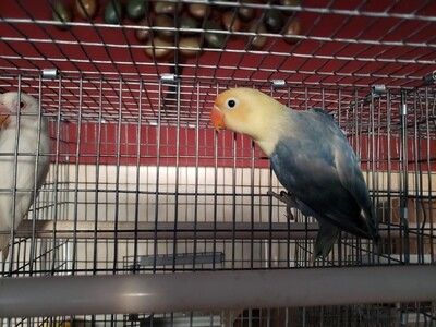 Violet Yellow Face Lovebird