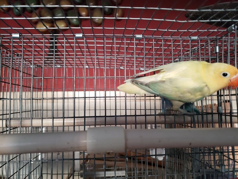 Euwing Yellow face Clean head Lovebird